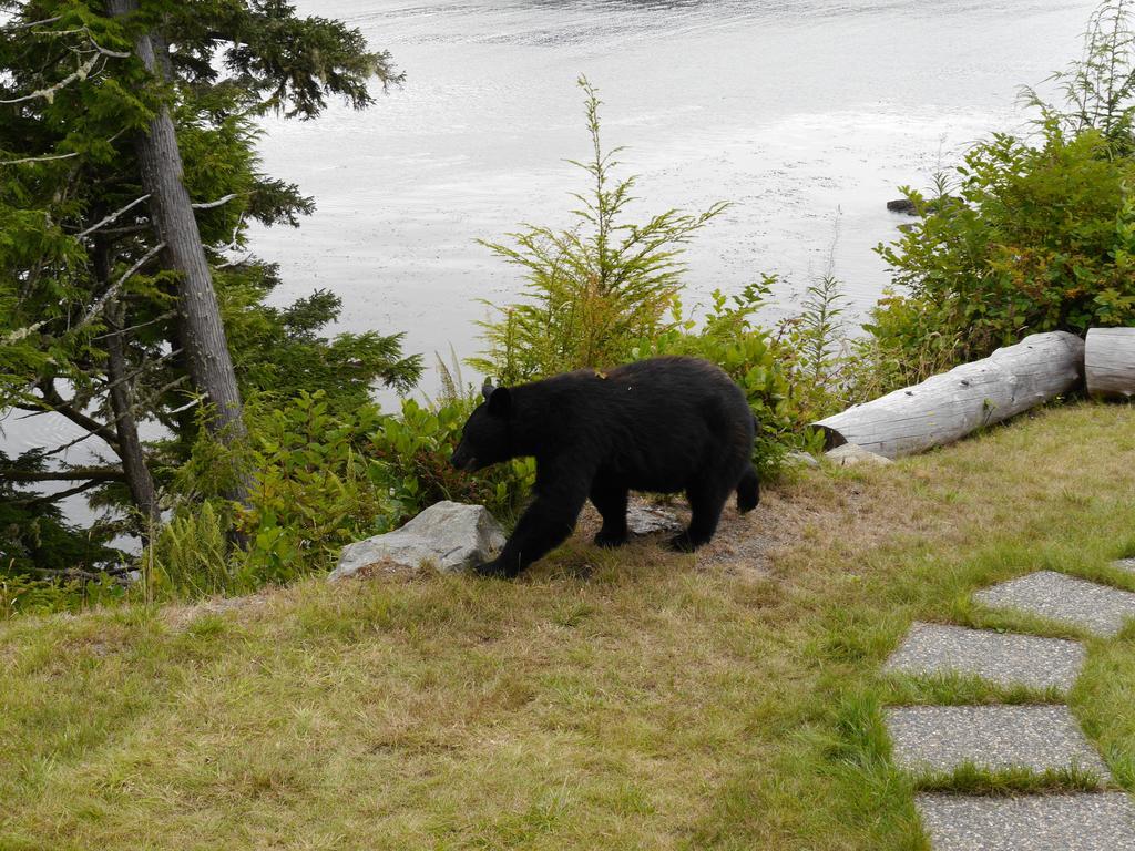 Cygnet Cove Suites Ucluelet Værelse billede