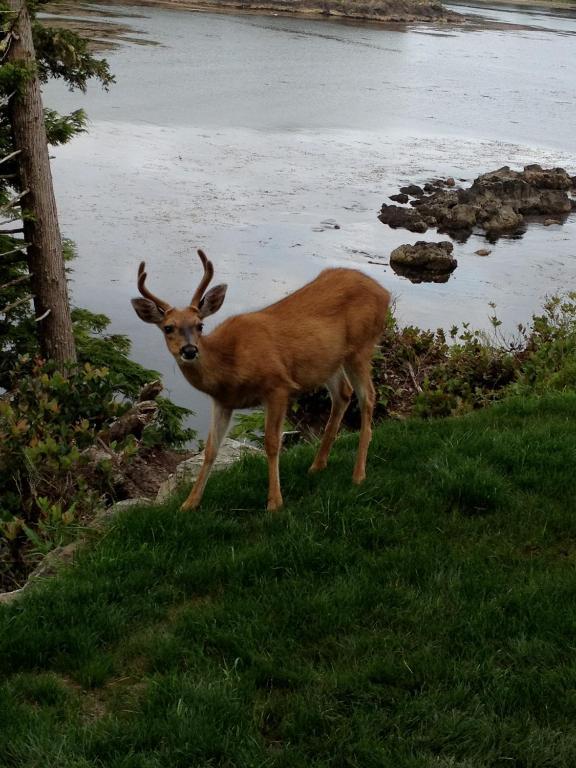 Cygnet Cove Suites Ucluelet Eksteriør billede