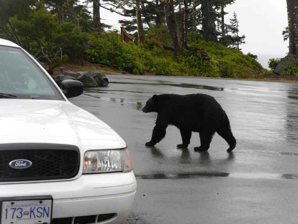 Cygnet Cove Suites Ucluelet Værelse billede