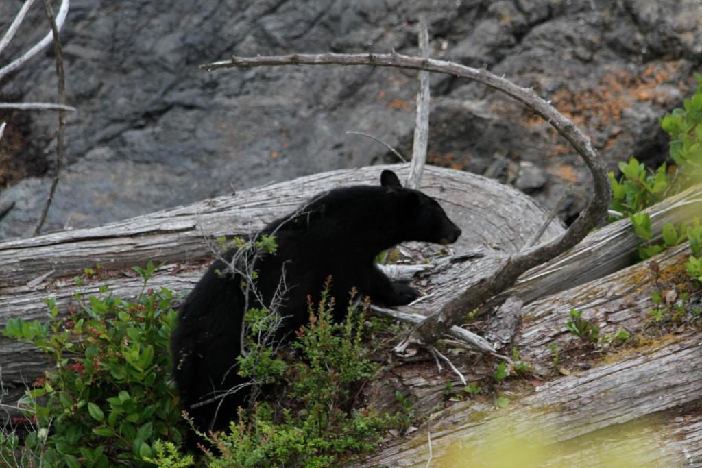 Cygnet Cove Suites Ucluelet Eksteriør billede