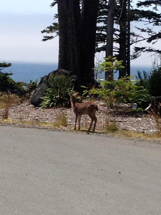 Cygnet Cove Suites Ucluelet Værelse billede