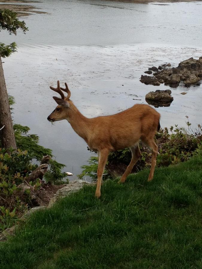 Cygnet Cove Suites Ucluelet Værelse billede